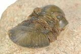 Small Paralejurus Trilobite Fossil - Lghaft, Morocco #350433-4